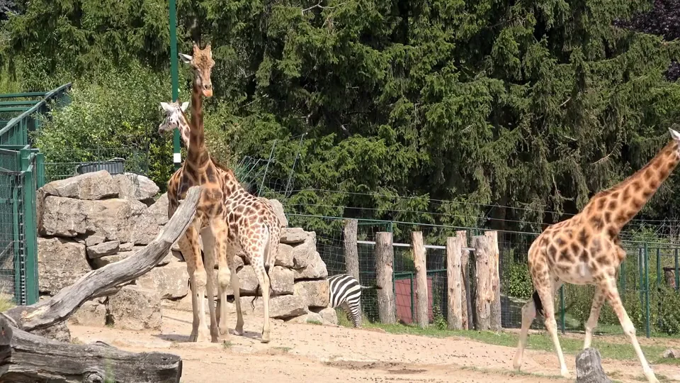 Original footage